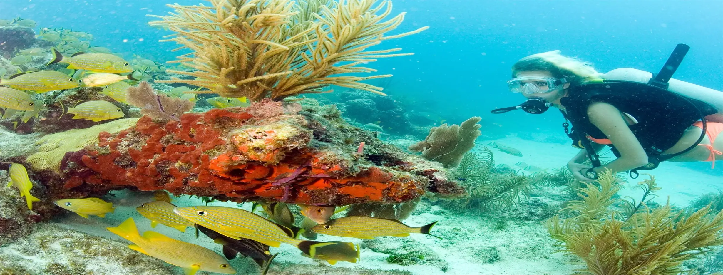 Image for Coral Reef Park